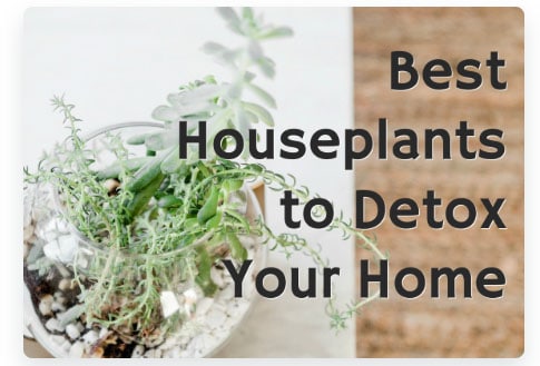 100 Freebies and Free Printables - Detox your Home