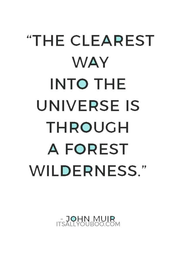 “The clearest way into the Universe is through a forest wilderness.” – John Muir