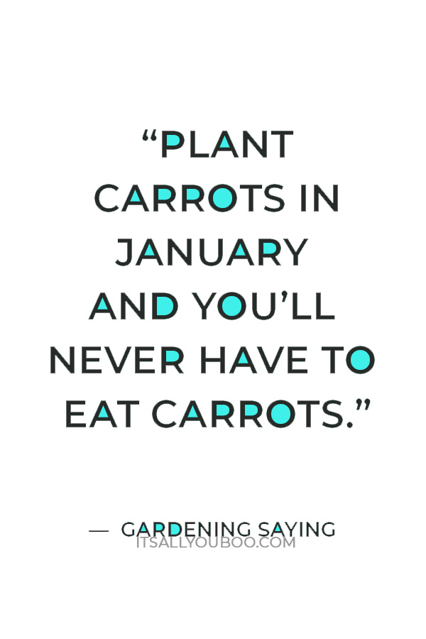 “Plant carrots in January and you’ll never have to eat carrots.” — Gardening Saying